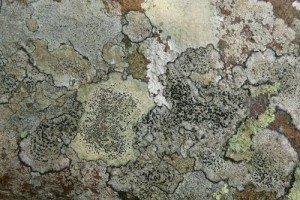 lichen crustose